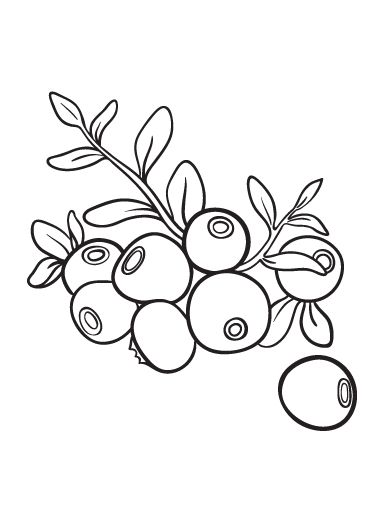 392x507 Printable Blueberry Coloring Page Free Pdf Download