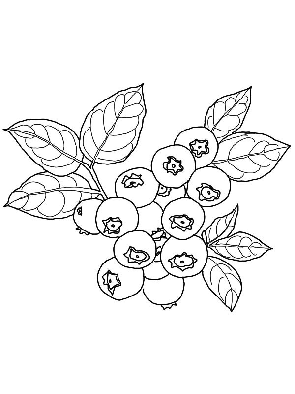 600x800 Blueberry Coloring Page