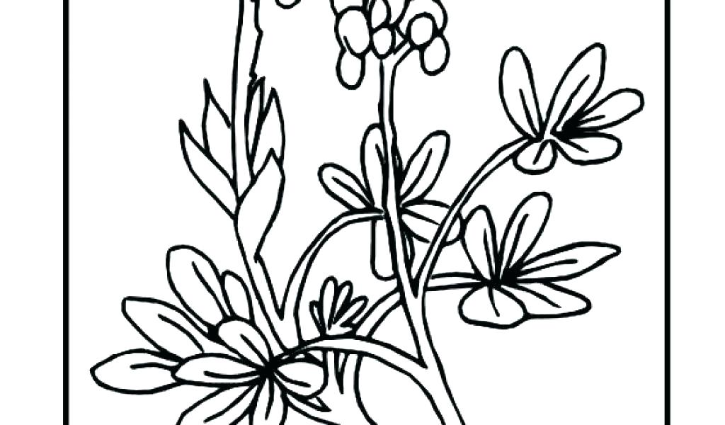 1024x600 Coloring Pages For Boys Flower Kids Gorgeous Poinsettia Page