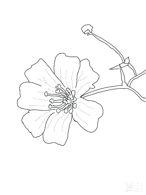 615x820 Flower Pot Coloring Pages Flower Pot Colouring Pages Coloring