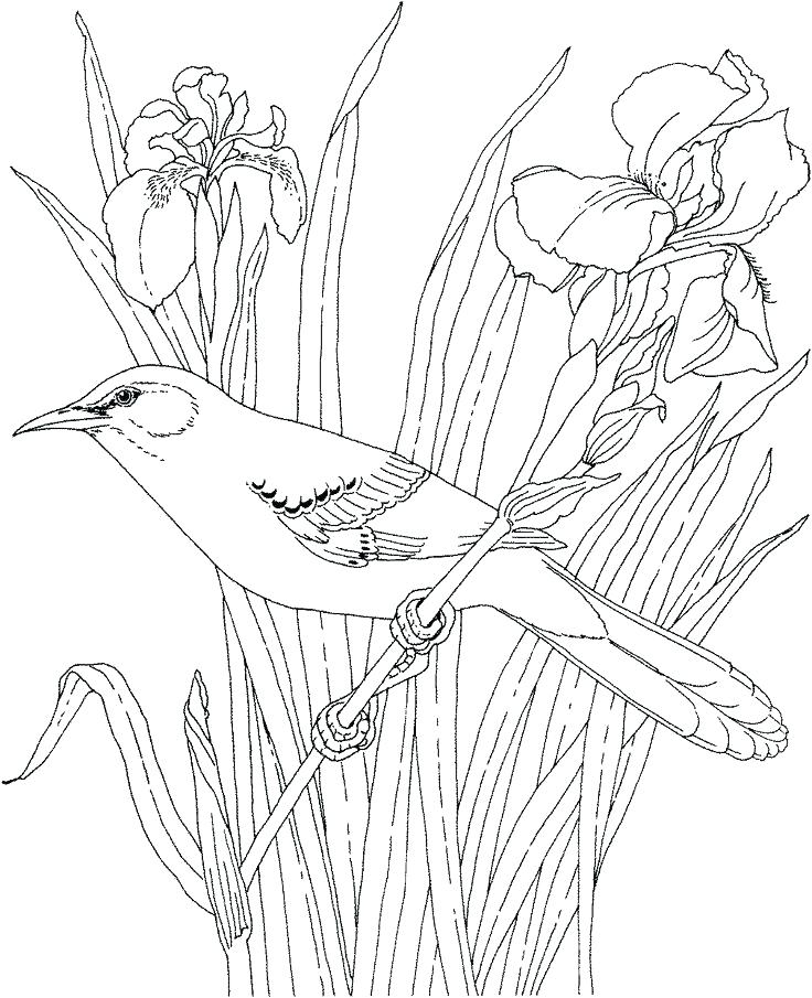 736x905 Realistic Flower Coloring Pages Bluebonnet Flower Coloring Page