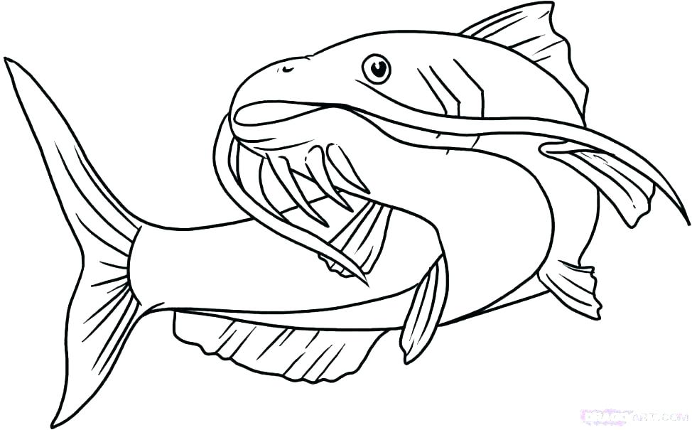 974x605 Catfish Coloring Page Coloring Page Of Cartoon Catfish Coloring