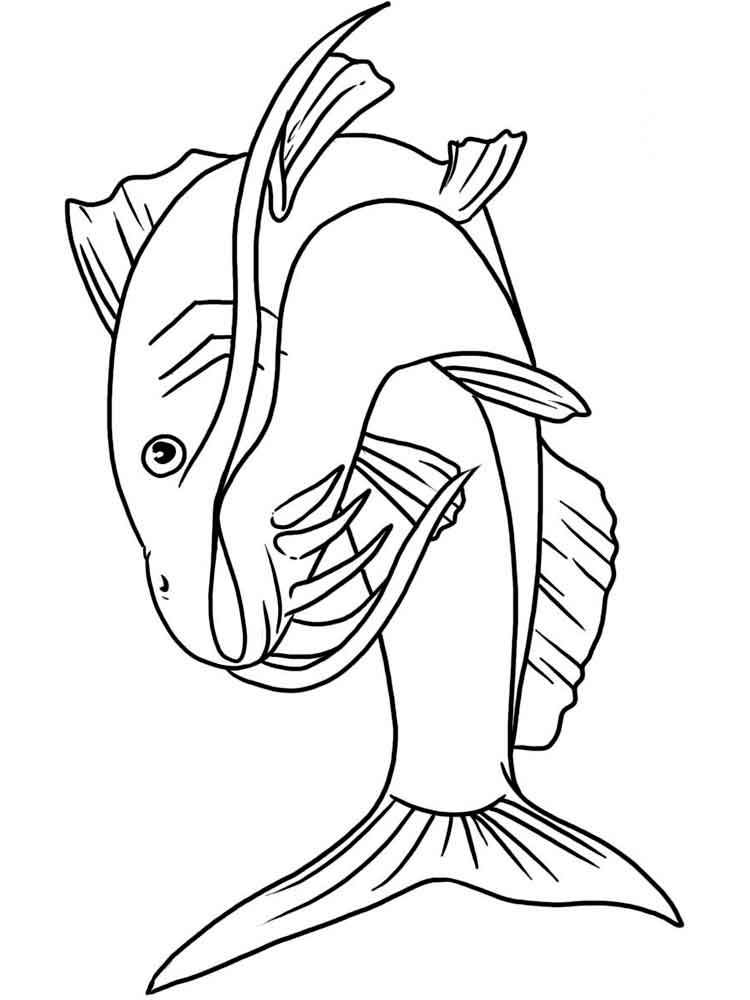 750x1000 Catfish Coloring Page Interesting Hd Wallpapers Catfish Coloring
