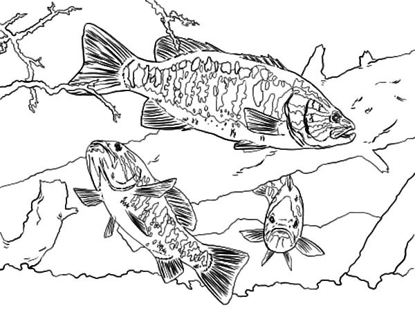 600x449 Bass Coloring Pages