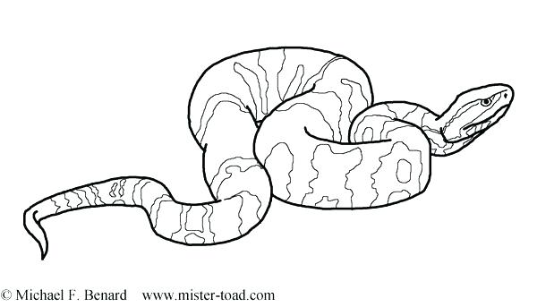 600x343 Boa Constrictor Coloring Page Bullfrog Coloring Page Cottonmouth