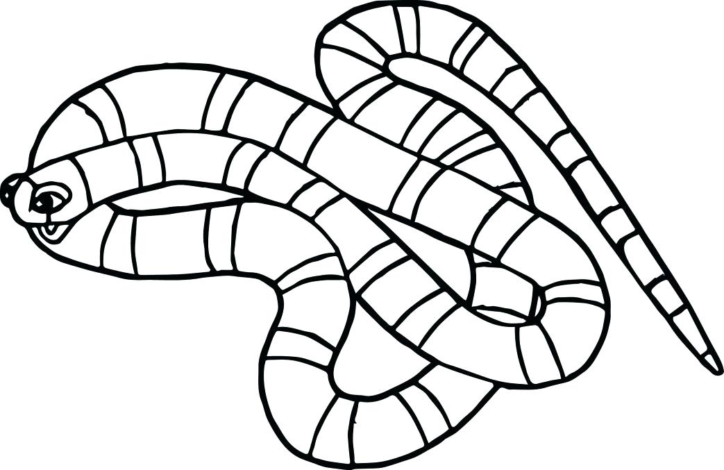 1043x677 Boa Constrictor Coloring Page Large Size Of Coloring Pages
