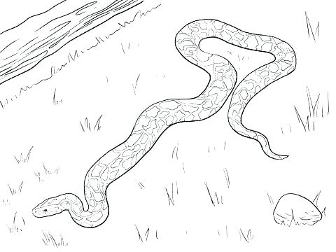 480x360 Boa Constrictor Coloring Page Snake Coloring Page Snake Show Teeth