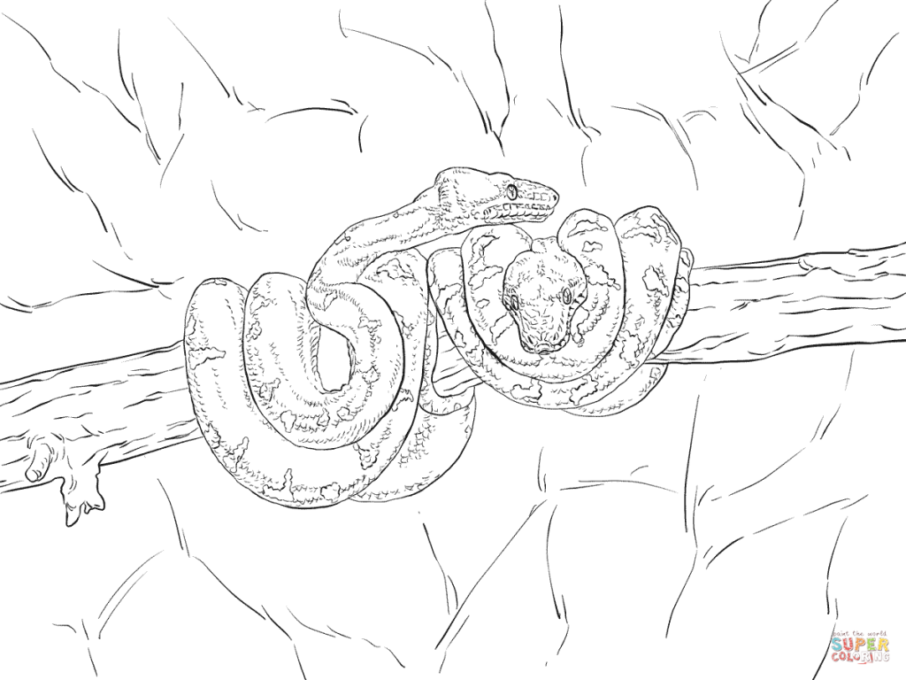 1024x768 Emerald Tree Boa Download Coloring Pages