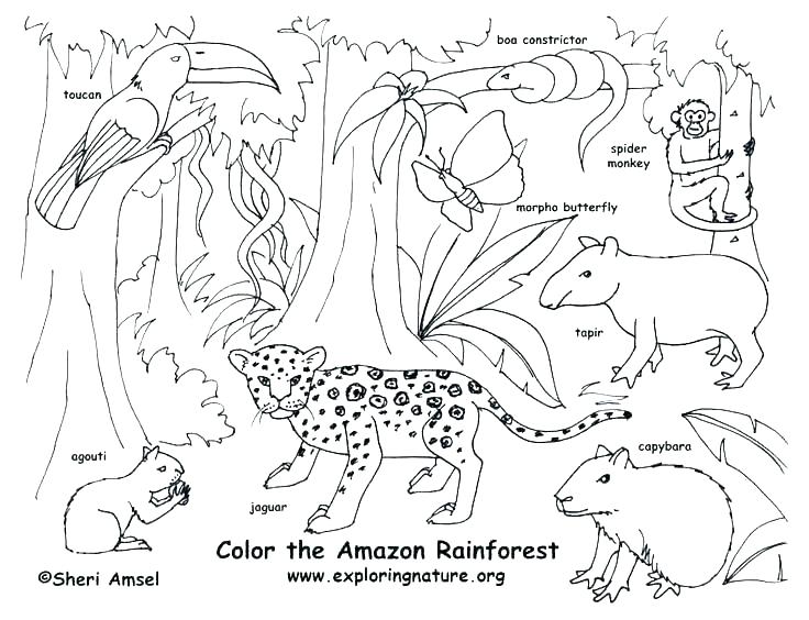 736x564 Jungle Animals Coloring Pages Boa Constrictor Coloring Page Forest