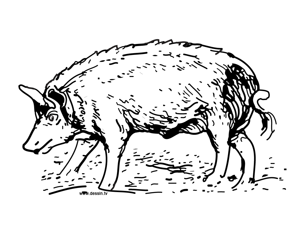 1024x768 Fresh Boar Coloring Page Collection Printable Coloring Sheet