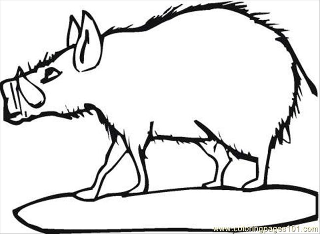 650x476 Wild Boar Coloring Page Coloring Page
