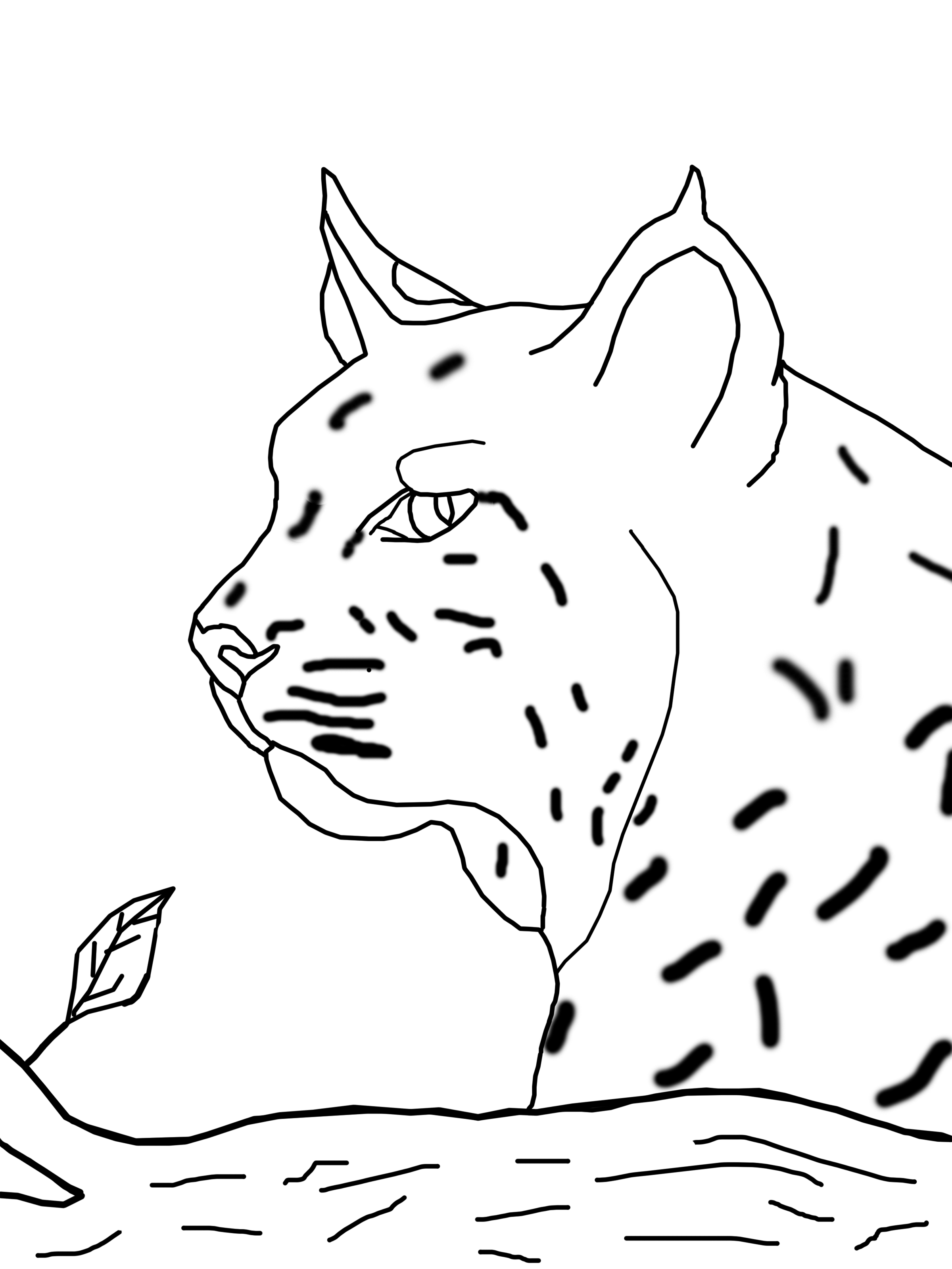 2400x3200 Bobcat Coloring Pages To Download And Print For Free