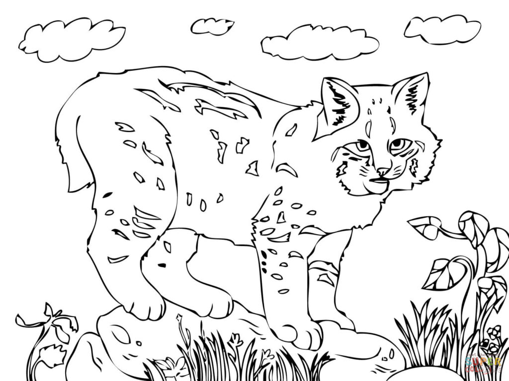 1024x768 Cute Bobcat Coloring Page