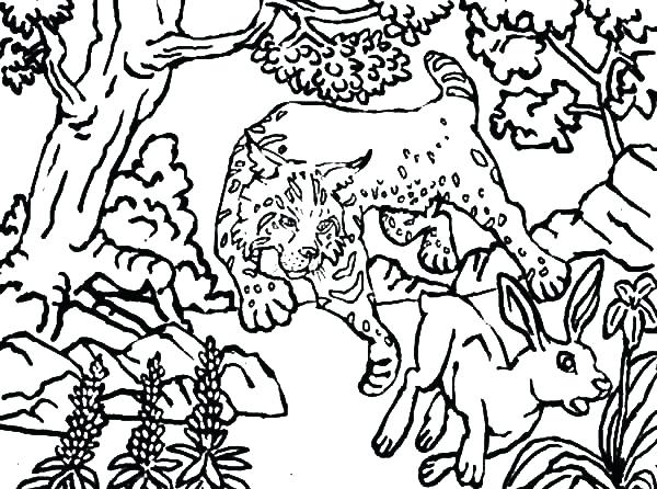 600x446 Deer Hunting Coloring Pages Bobcat Hunting Deer Coloring Pages