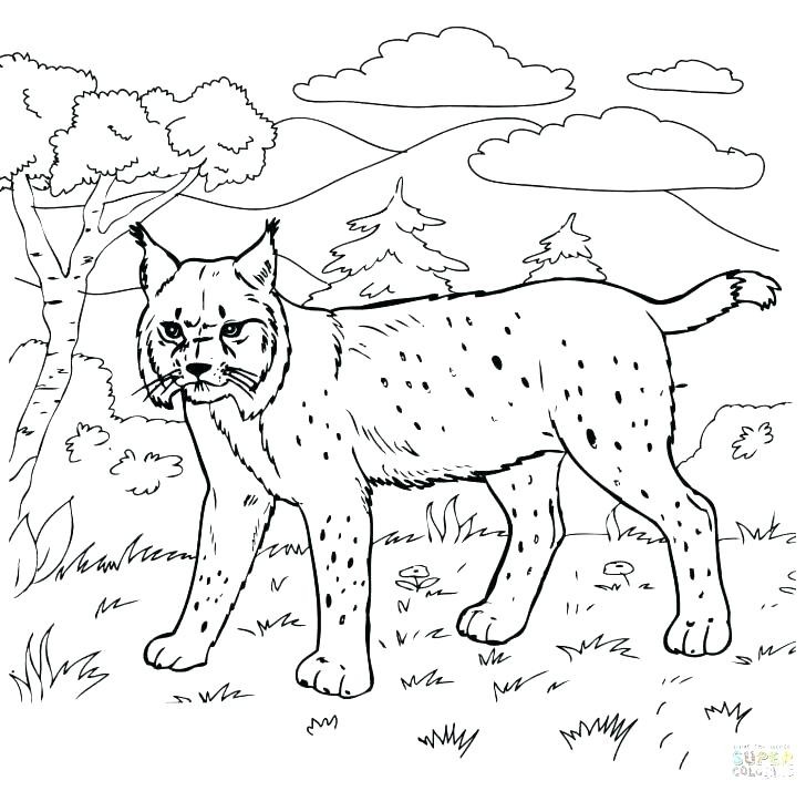 728x714 Henry Viii Coloring Pages Luxury Bobcat Coloring Pages Bobcat Skid