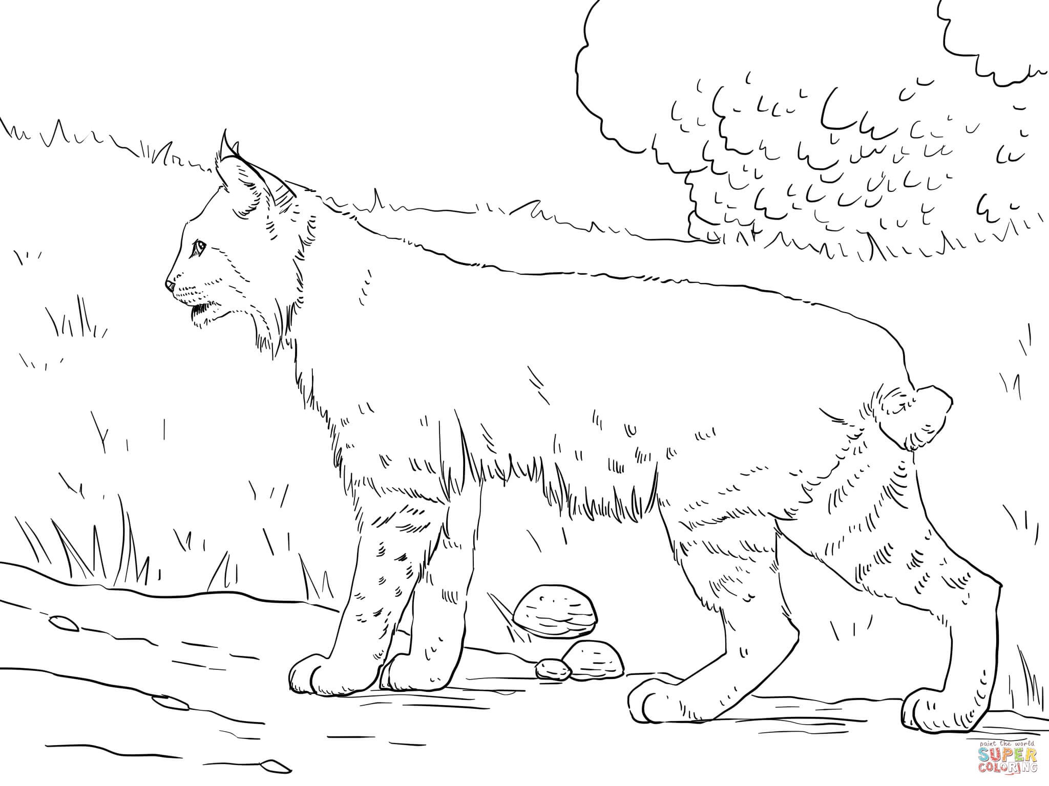 2048x1536 New Coloring Pages Of Animal Footprints New Bobcat Coloring Pages