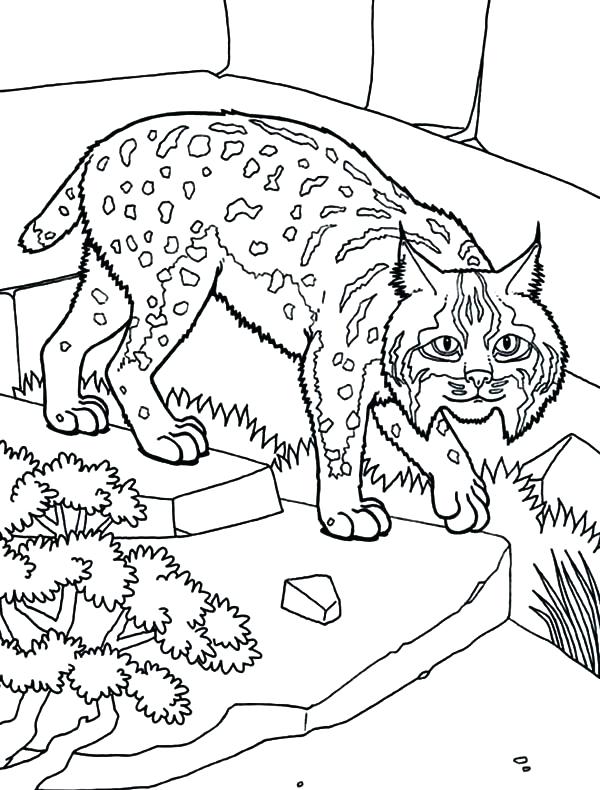 600x790 Pet Coloring Pages Bobcat As House Pet Coloring Pages Ugglys Pet