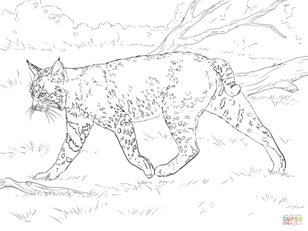 1024x768 Realistic Bobcat Free For Coloring Page