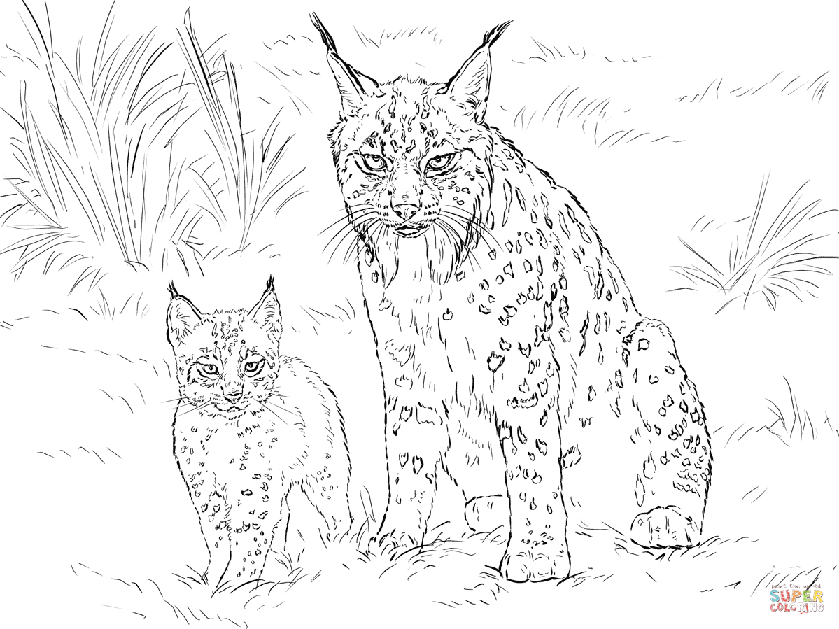 1199x899 Bobcat Adult Coloring Pages