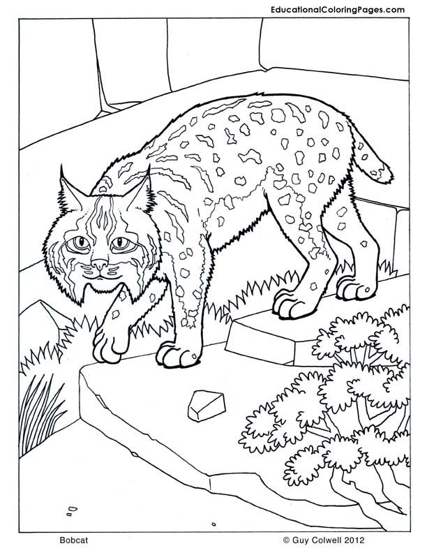 612x792 Bobcat Coloring, Cat Coloring Pages, Cat Printables Mammals