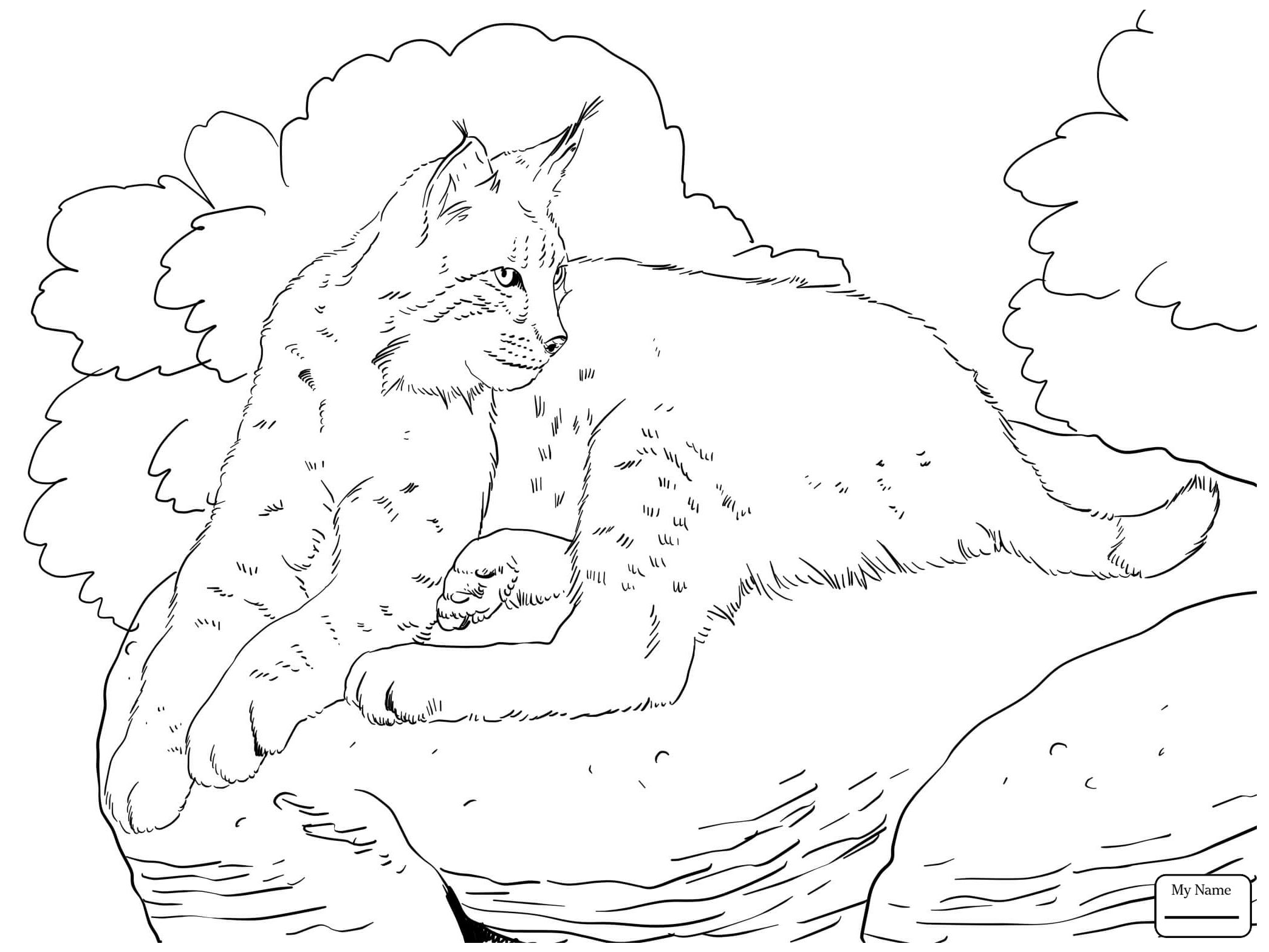 2089x1567 Bobcat Coloring Pages