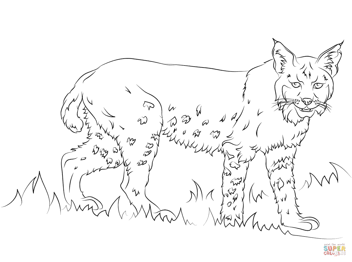 1228x916 Bobcat Coloring Pages