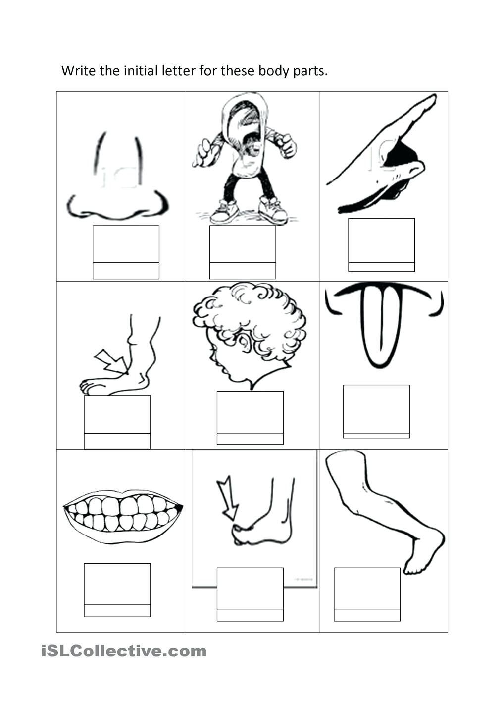 1018x1440 Body Coloring Page Parts Pages High Quality Sheets