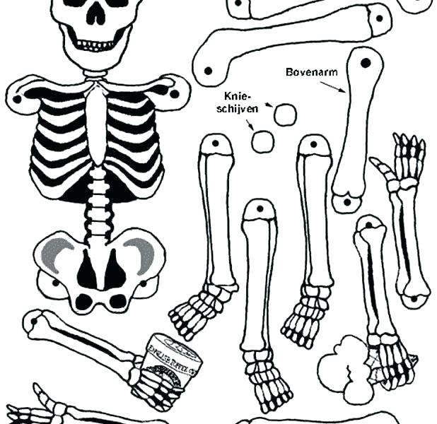 618x600 Body Coloring Pages