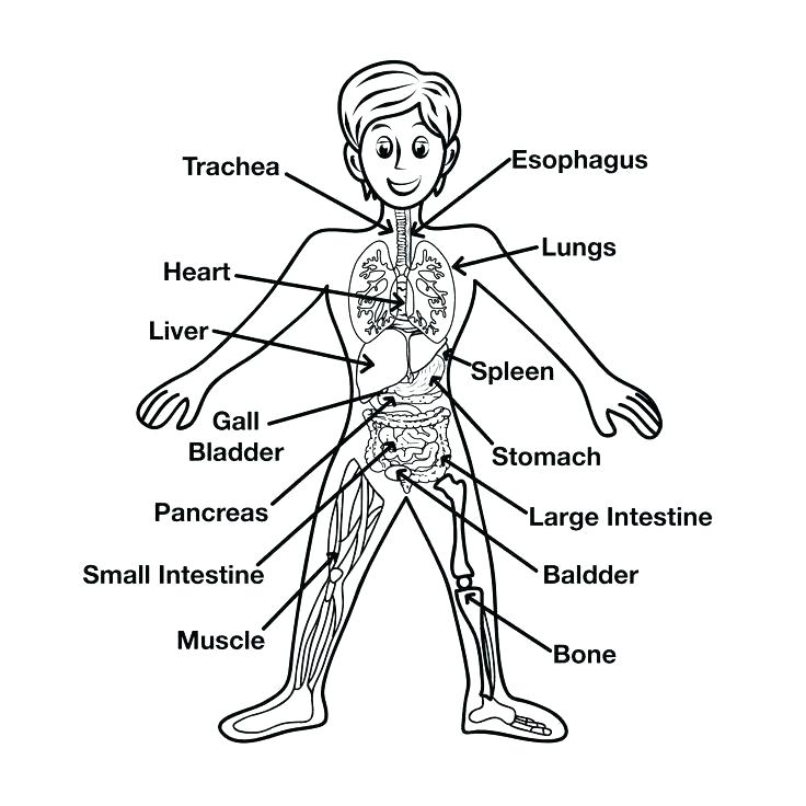 736x736 Parts Of The Body Coloring Pages For Preschool Coloring Page