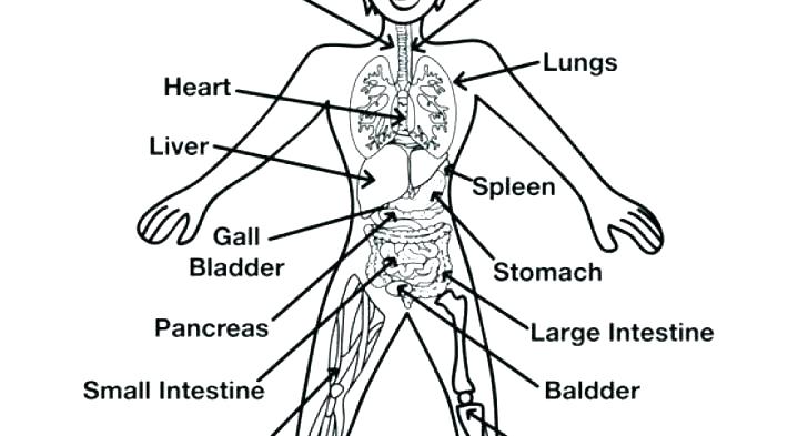 The principal parts of the human body. Liver Worksheets. Body colouring. Spleen перевод.