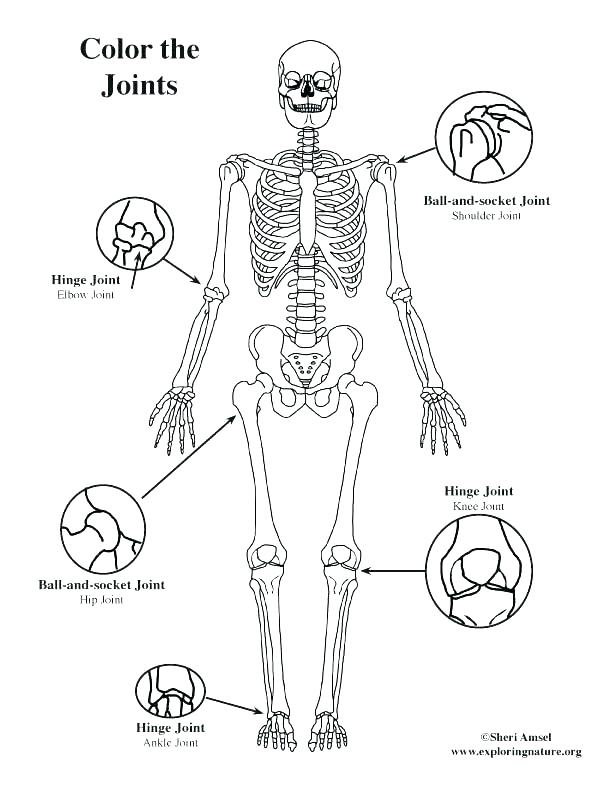 612x792 Parts Of The Body Coloring Pages For Preschool Five Body Parts