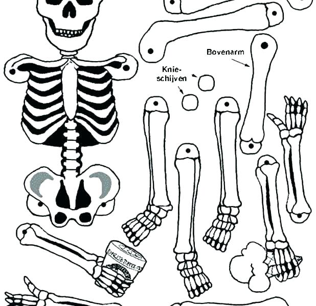 618x600 Human Body Coloring Pages Body Coloring Pages Human Coloring Pages