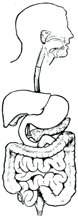 304x843 Digestive System Coloring Pages