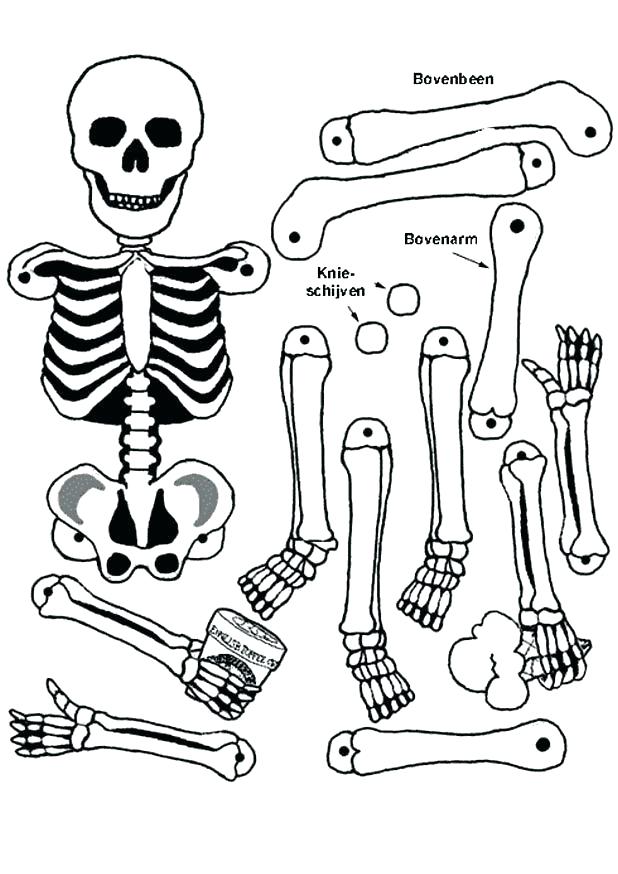 618x874 Human Body Systems Coloring Sheets Icontent