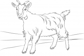 273x183 Goat Coloring Pages To Download And Print Inside Images Hd
