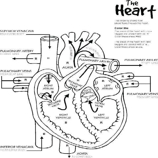 600x600 Skull Bones Coloring Pages Jgheraghty Site