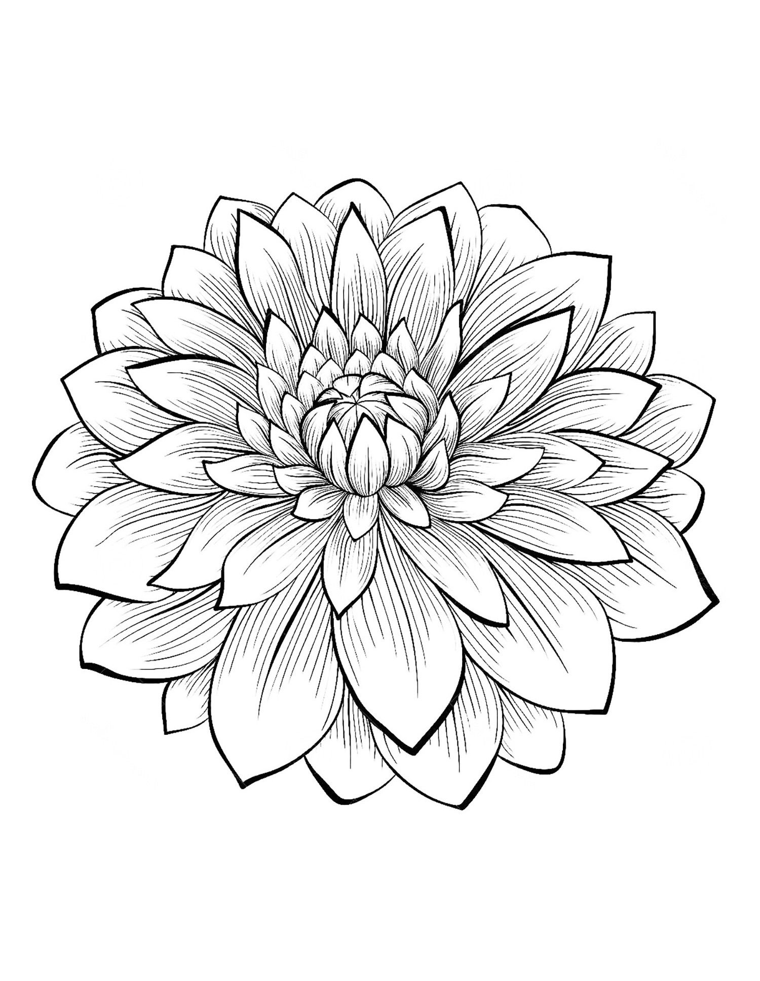 1500x1937 Dahlia Color One Of The Most Beautiful Flowers, From The Gallery
