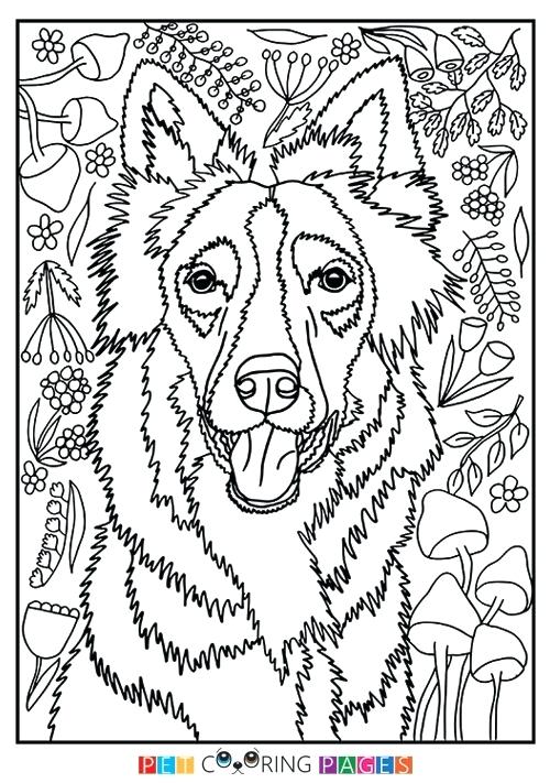 500x711 Border Collie Coloring Pages