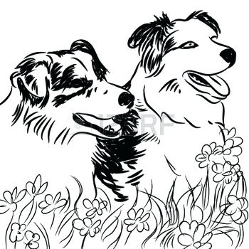 350x350 Free Border Collie Coloring Pages Kids Coloring Outline Drawing