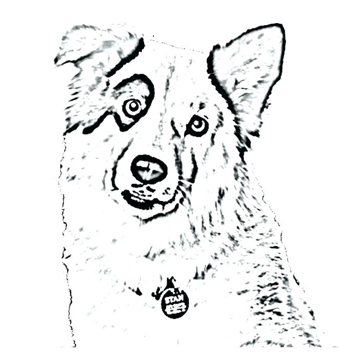 700x700 Collie Coloring Pages Dog Blog Coloring Pages Dog
