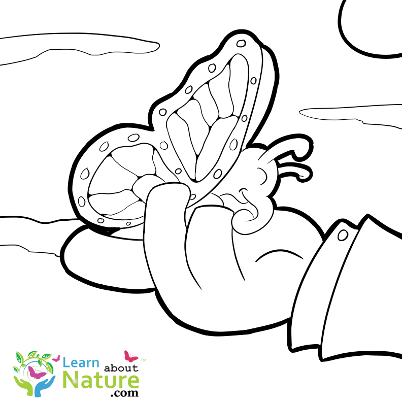 792x792 Free Monarch Butterfly Coloring Page