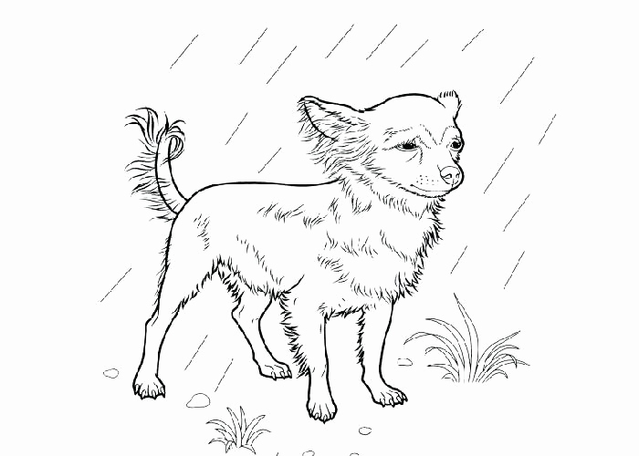 700x500 Emejing Boston Terrier Coloring Page Pictures