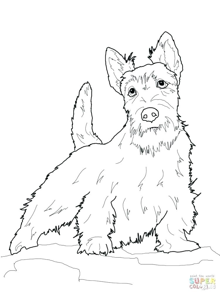 750x1000 Boston Terrier Coloring Pages