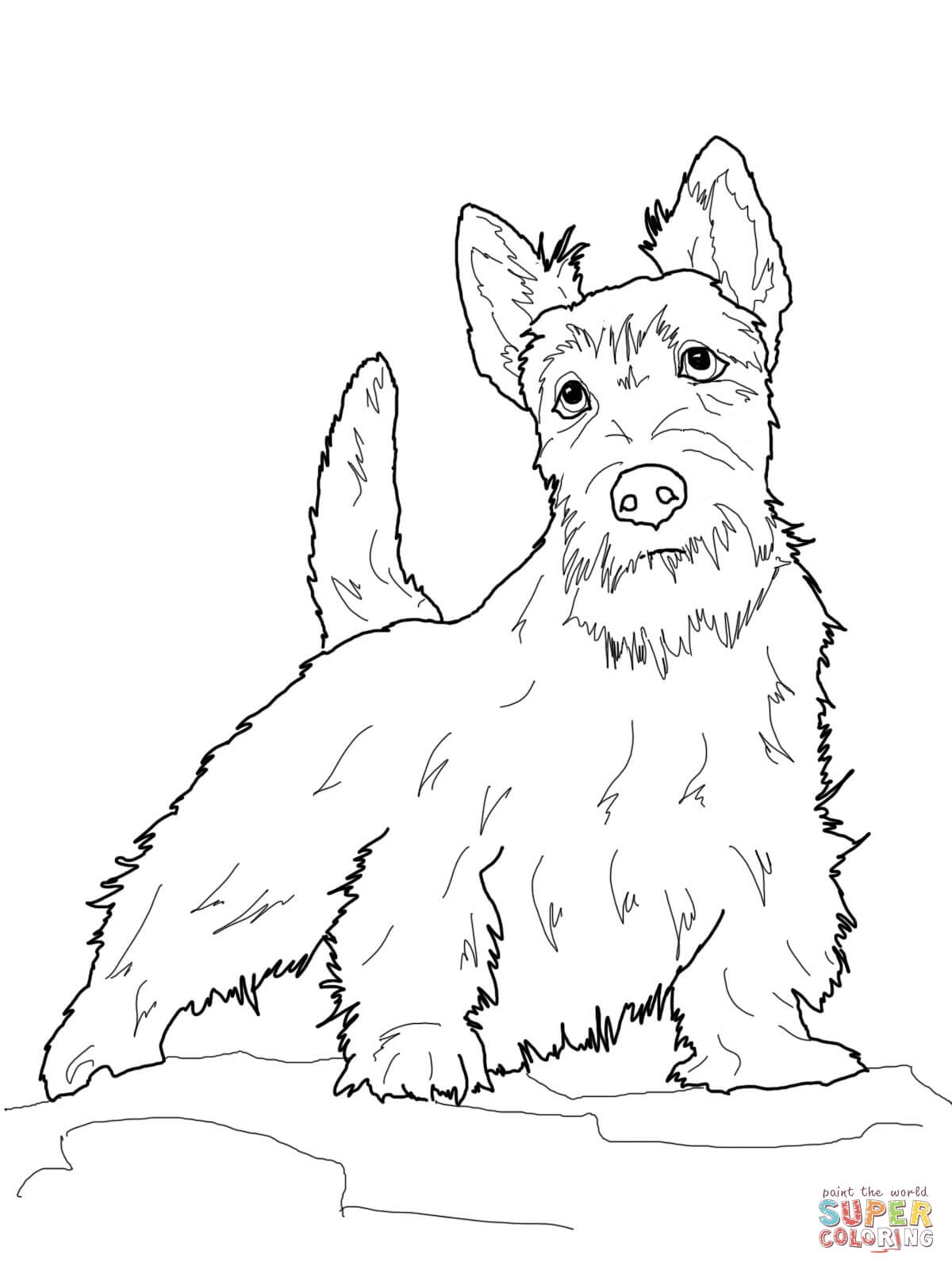 1200x1600 Scottish Terrier Coloring Pages To Print Coloring For Kids