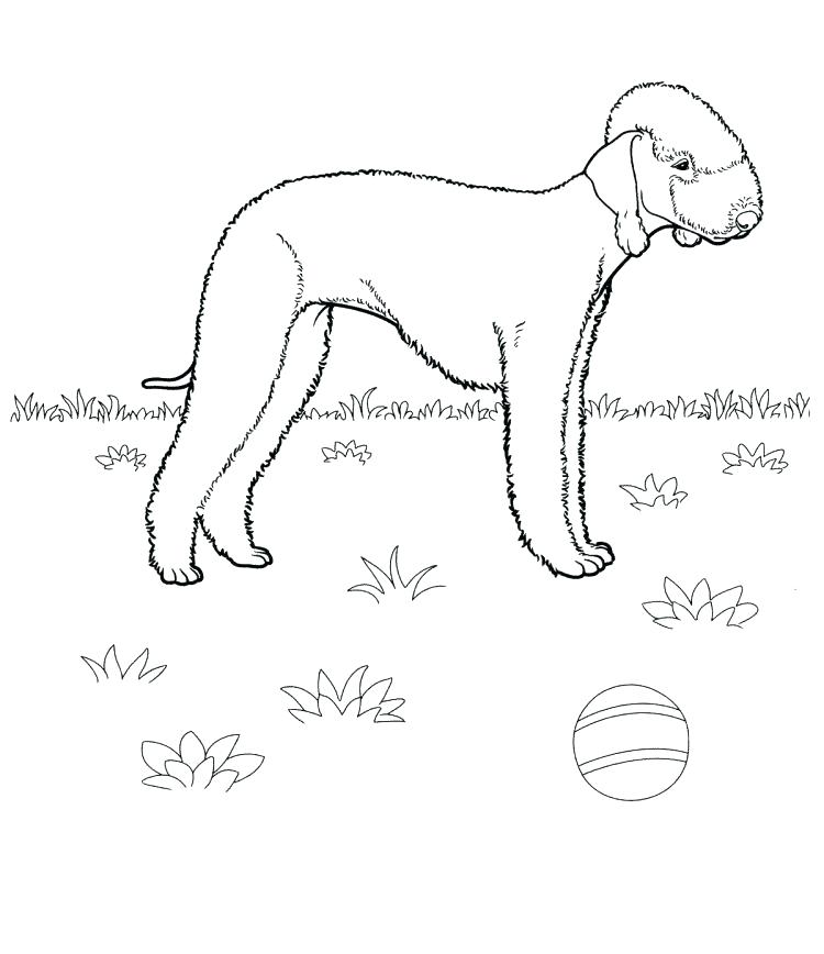 750x868 Boston Terrier Coloring Page