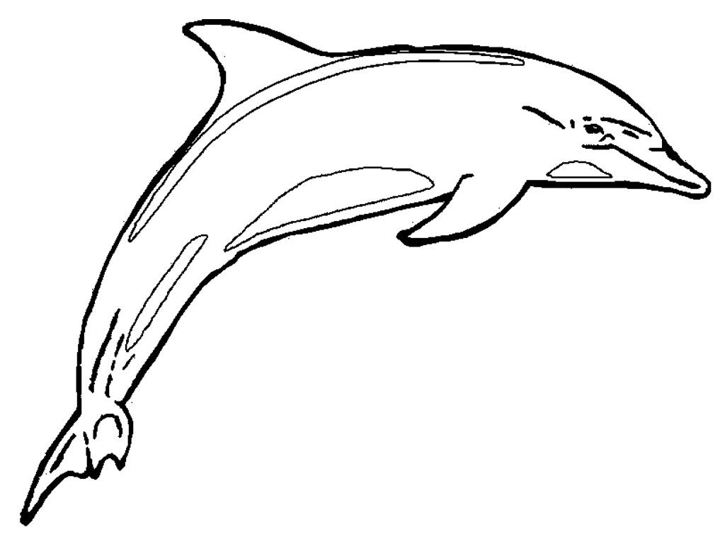 1024x768 Free Printable Dolphin Coloring Pages For Kids Free Printable