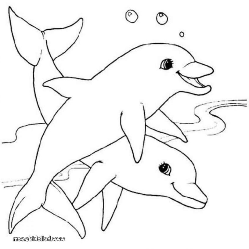 816x816 The Best Dolphin Coloring Sheets