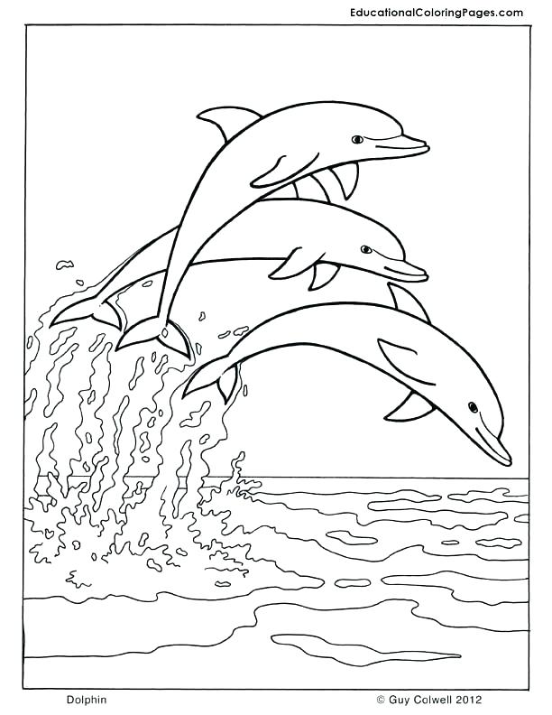 612x792 Winter The Dolphin Coloring Pages