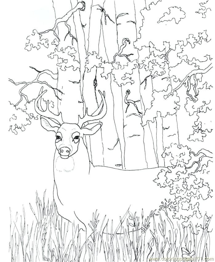 698x852 Deer Coloring Pages Page Hunting Baby Color Free Pag