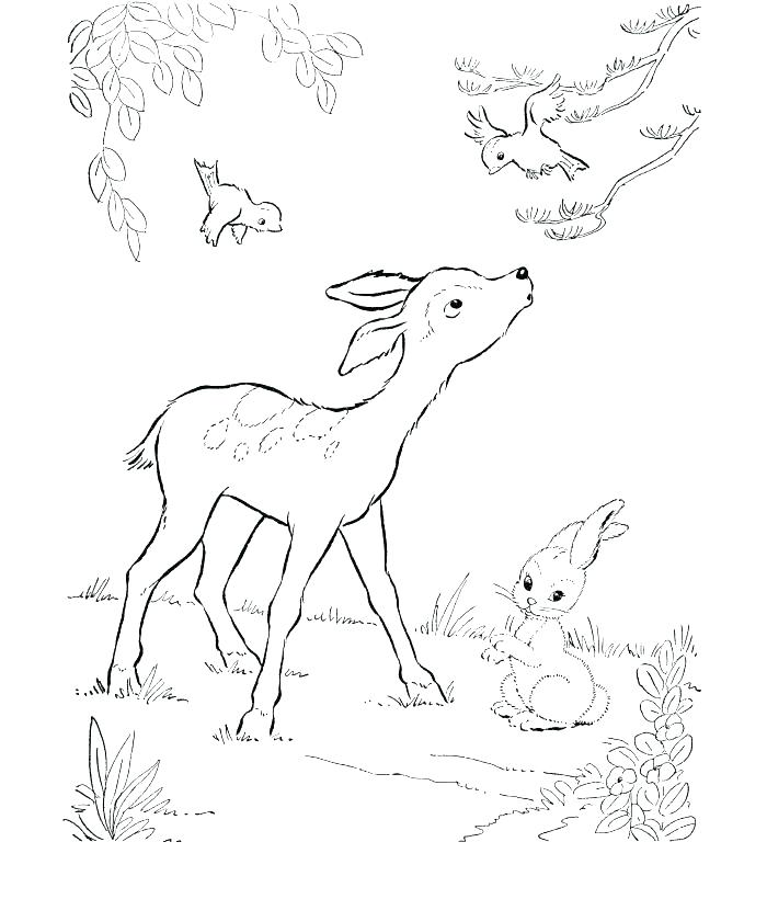700x820 Hunting Coloring Pages Deer Color Pages Free Deer Coloring Pages